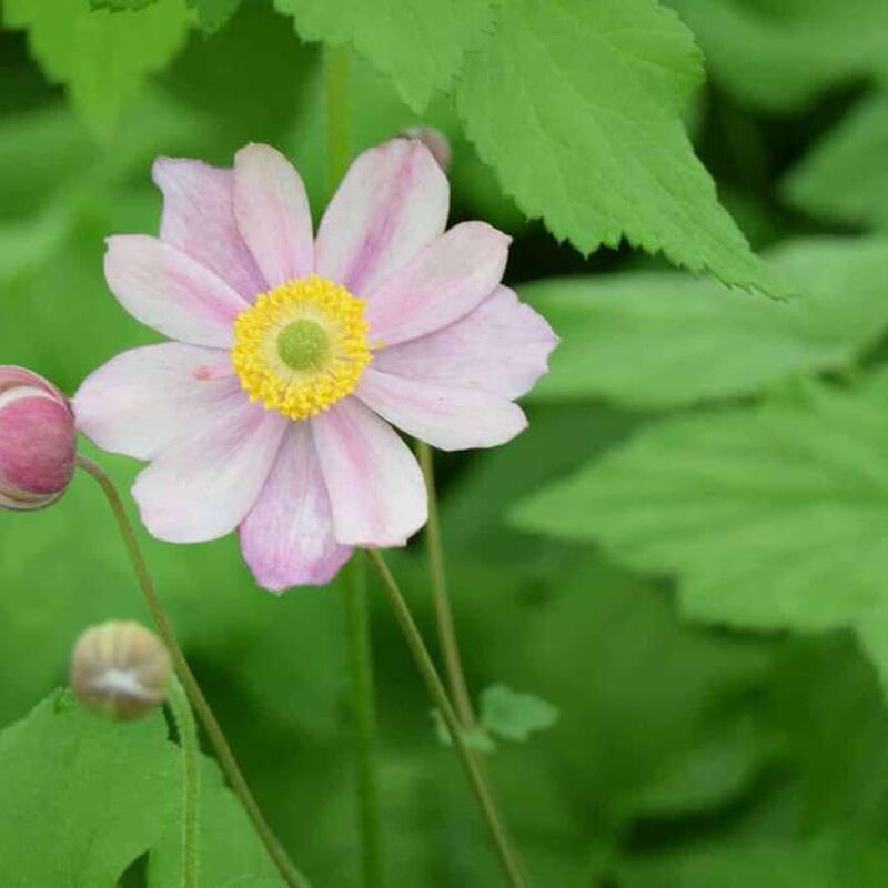 Anemone × hybrida 'September Charm' ---